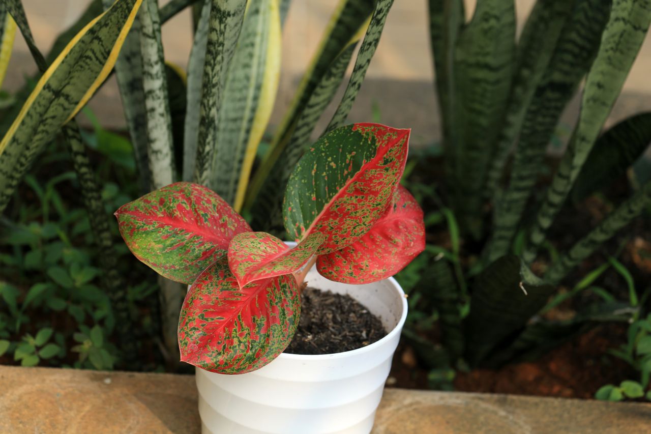 Plantă de Aglaonema cu frunze verzi pătate, într-un ghiveci albastru