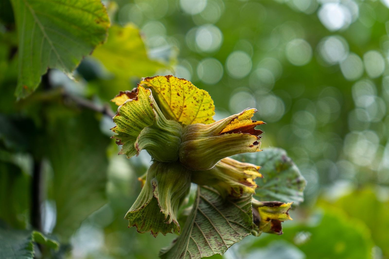 Alune de pădure în coajă verde, necoapte, pe ramură cu frunze