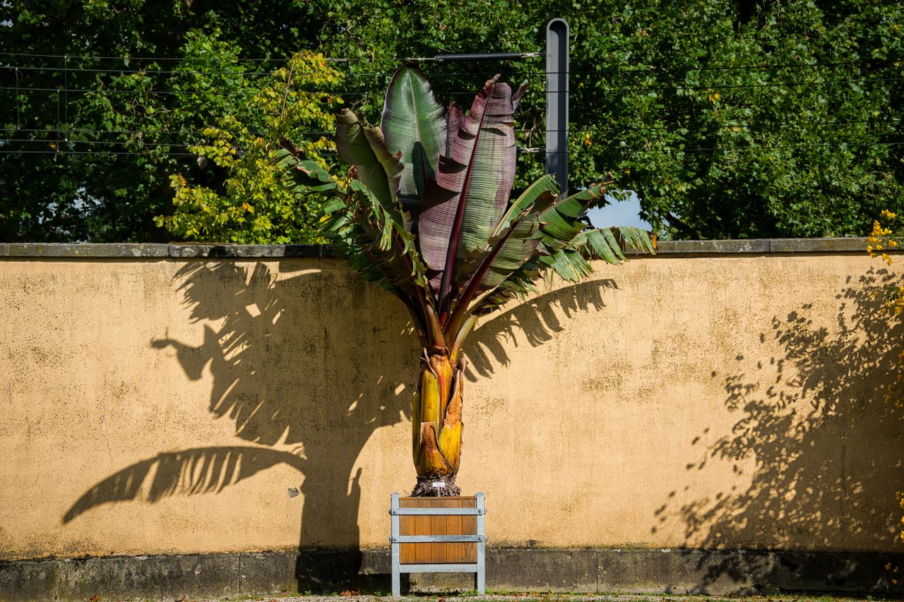 Frunze mari, verzi, de banană ornamentală, într-un ghiveci mare