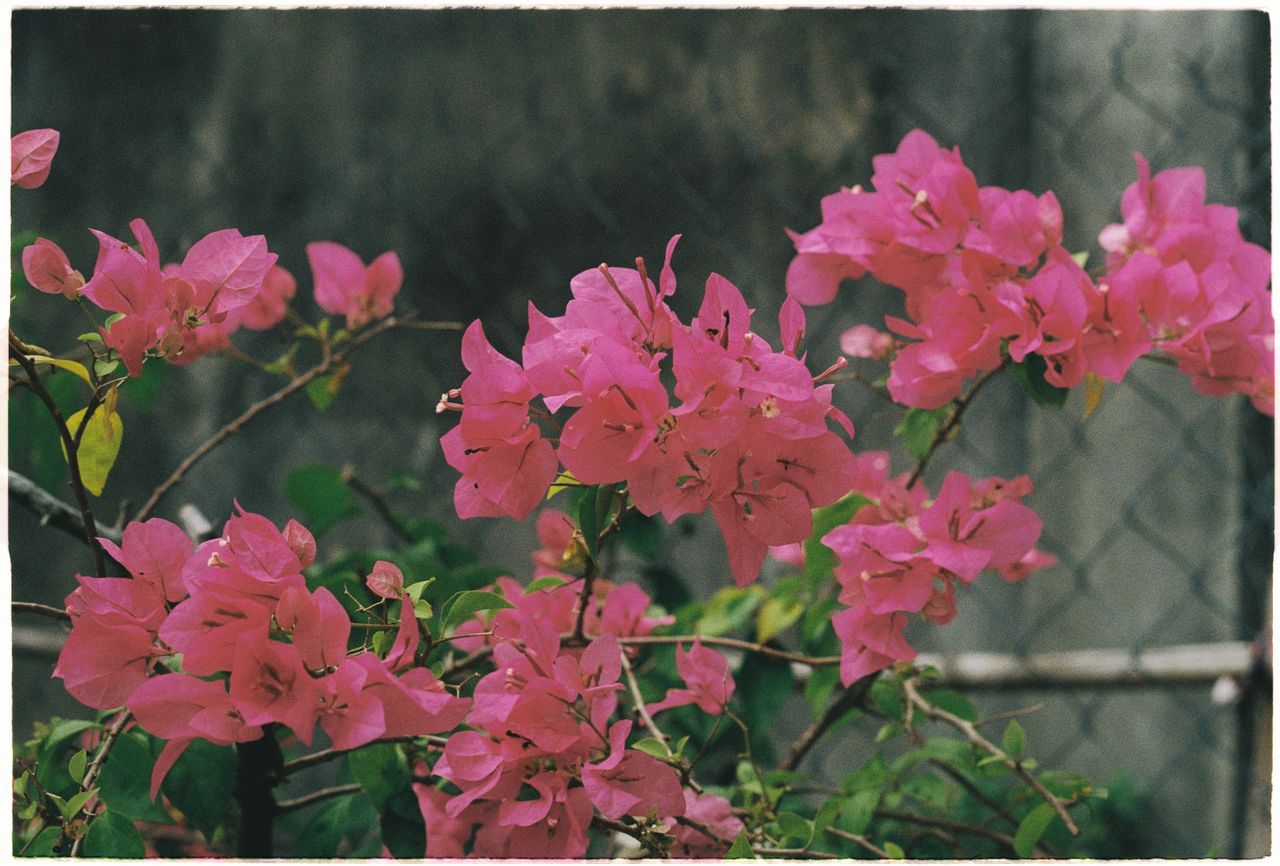 Bougainvillea cu bracte viu colorate, magenta, pe o tulpină cățărătoare