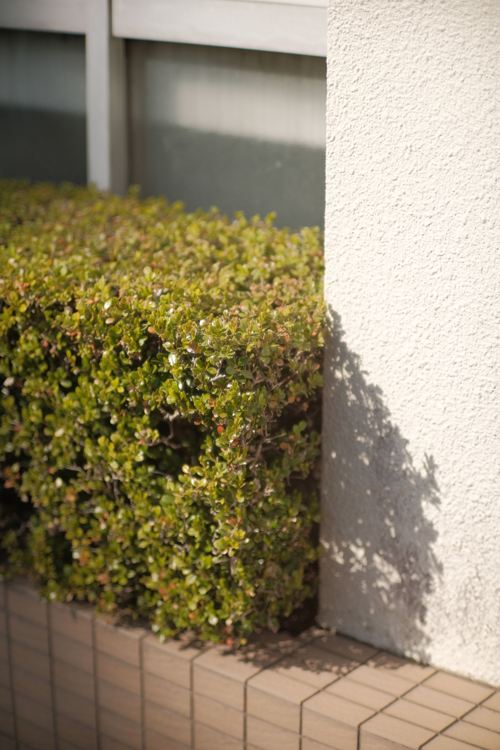 Gard viu tuns geometric din bux (Buxus), frunziș verde dens