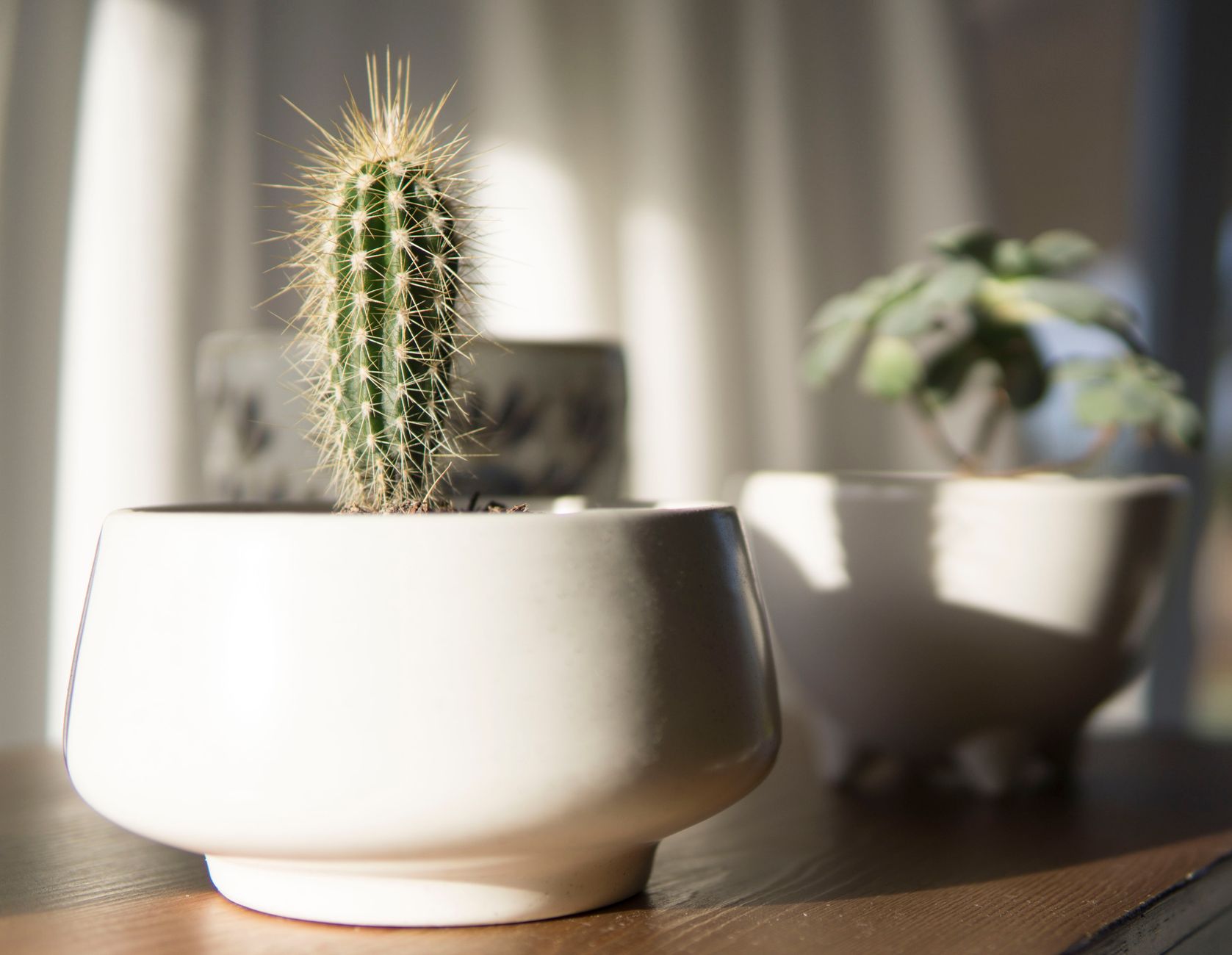 Cactus plantat într-un ghiveci alb