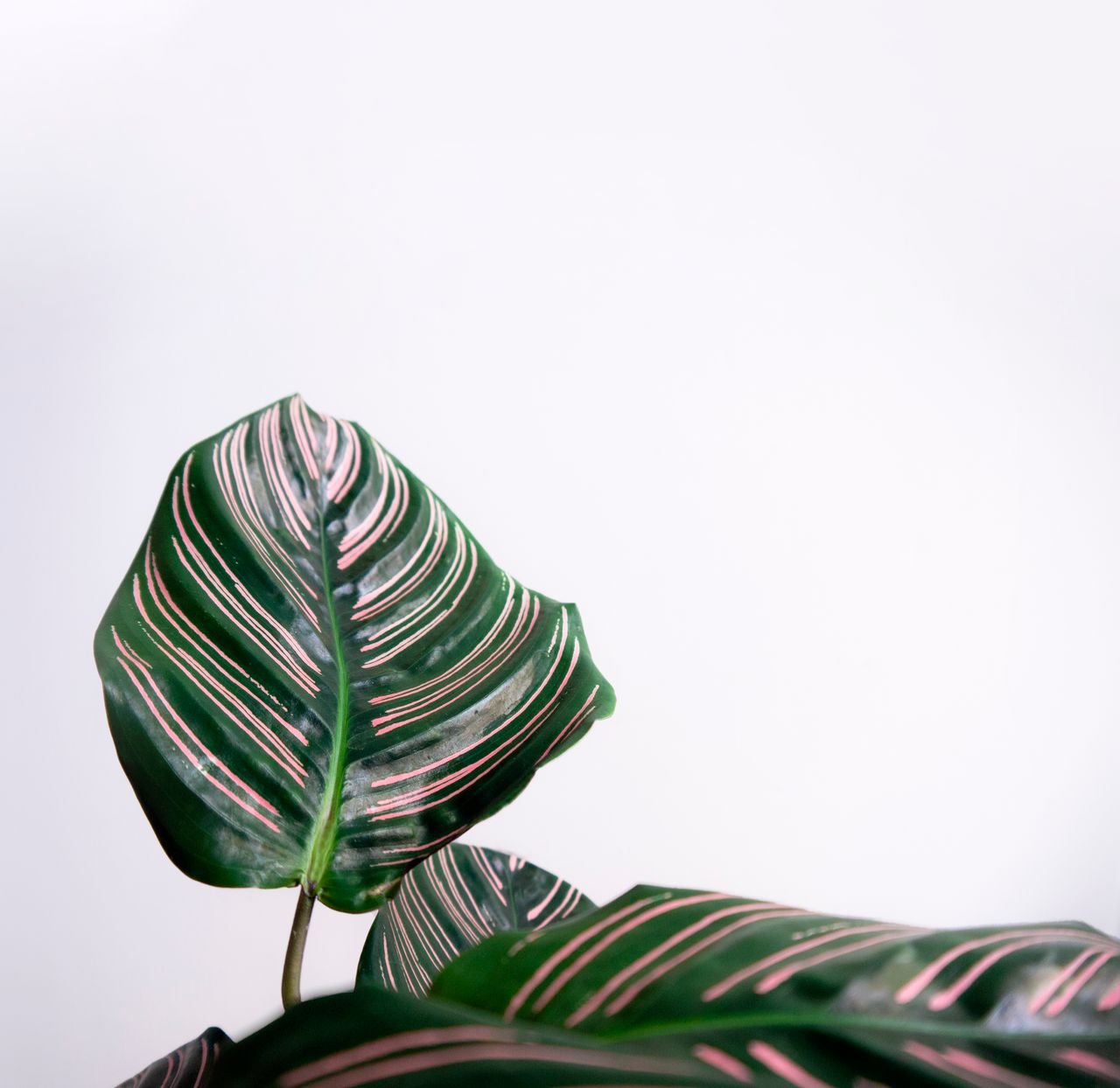 Frunze de Calathea cu dungi decorative roz și verde