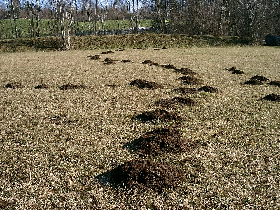 Șir de mușuroaie de cârtiță pe o pajiște