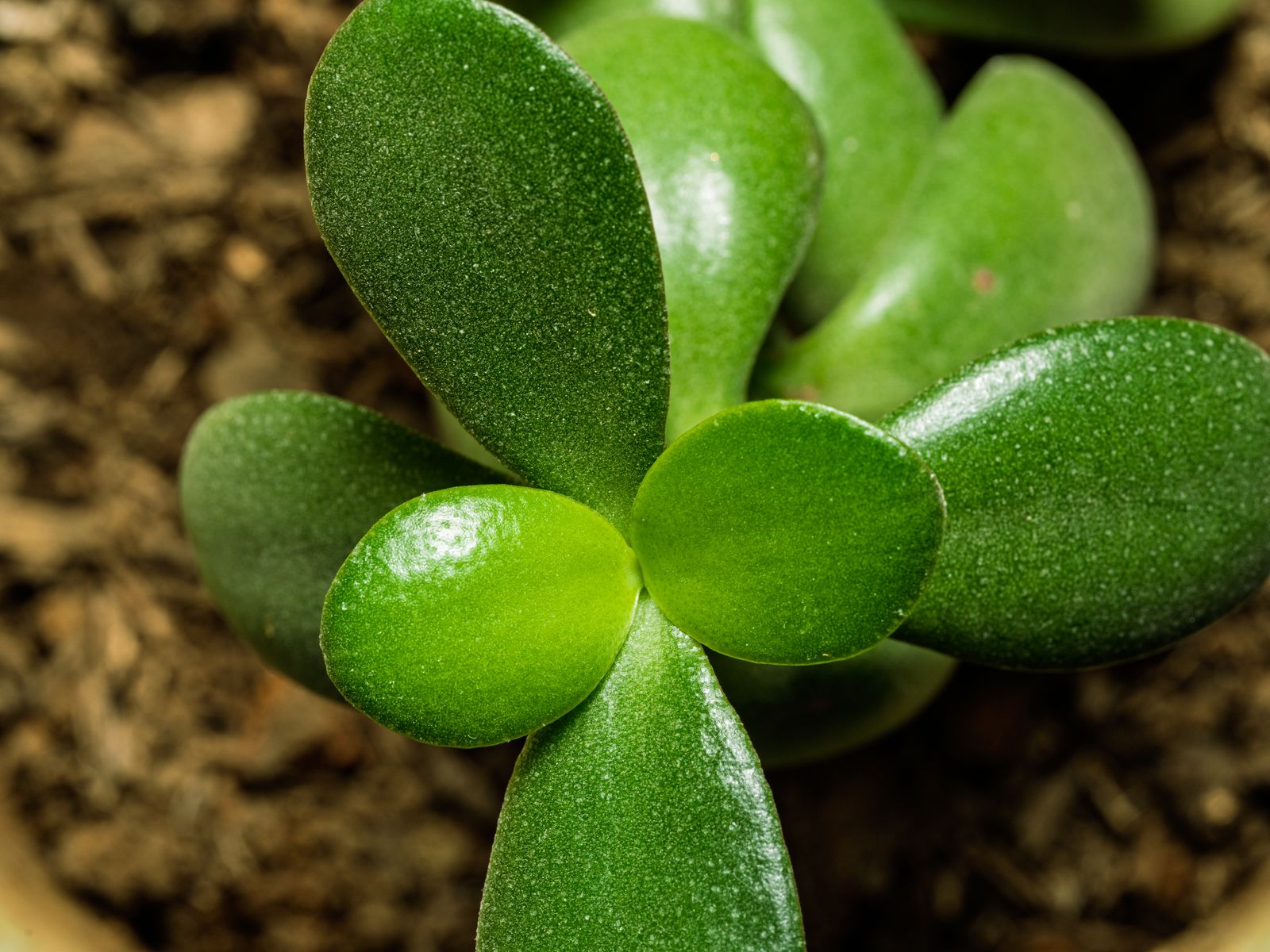 Plantă de Crassula ovata (arborele banilor) cu frunze cărnoase, rotunjite