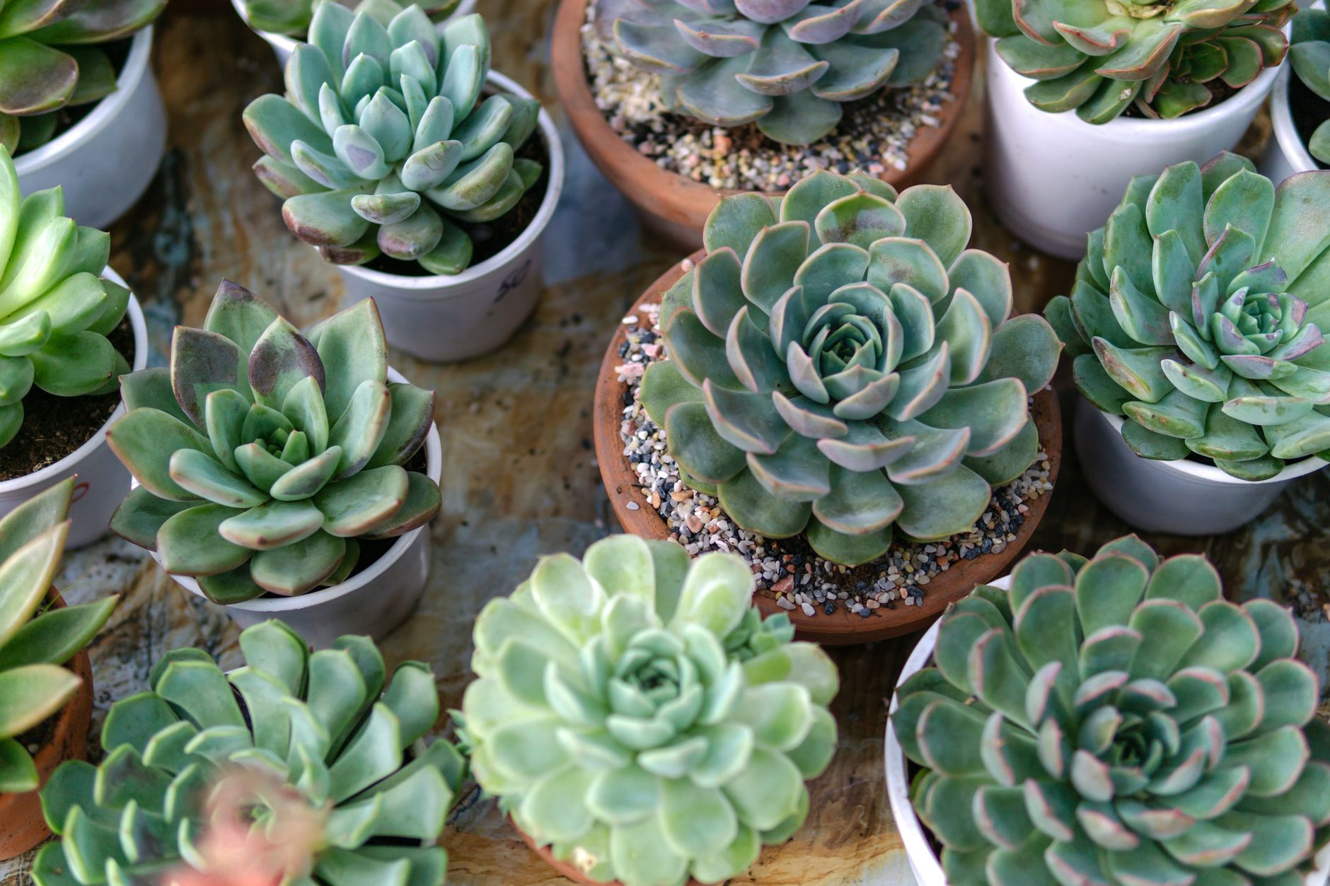 Suculente Echeveria în rozete, plantate în ghivece mici