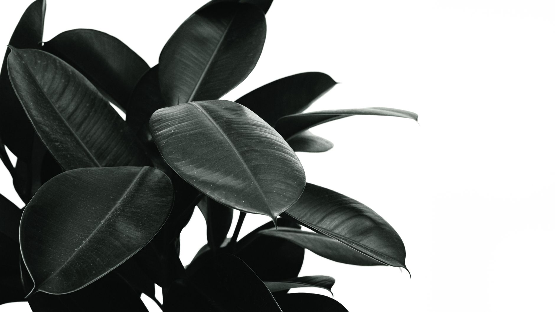 Plantă de Ficus cu frunze lucioase, de apartament