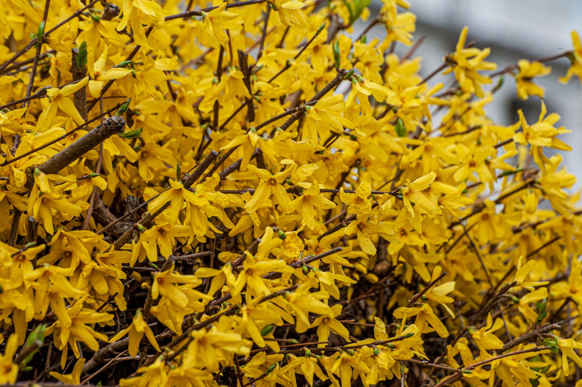 Ramuri de forsythia cu flori galbene înflorite primăvara