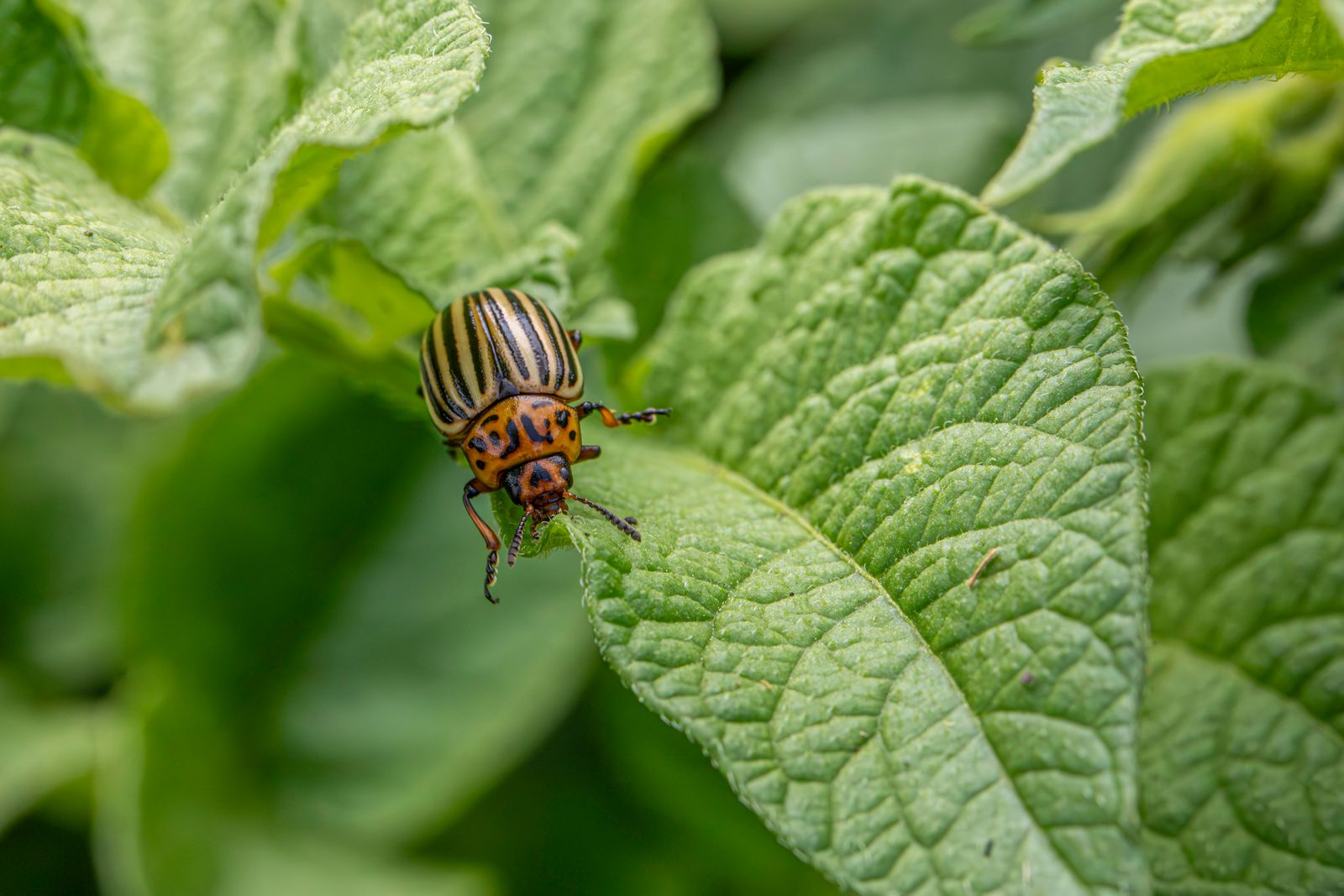 Gândac de Colorado cu carapace galben-negru dungată pe o frunză
