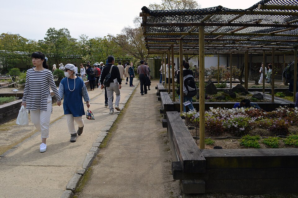 Straturi înălțate cu legume plantate dens