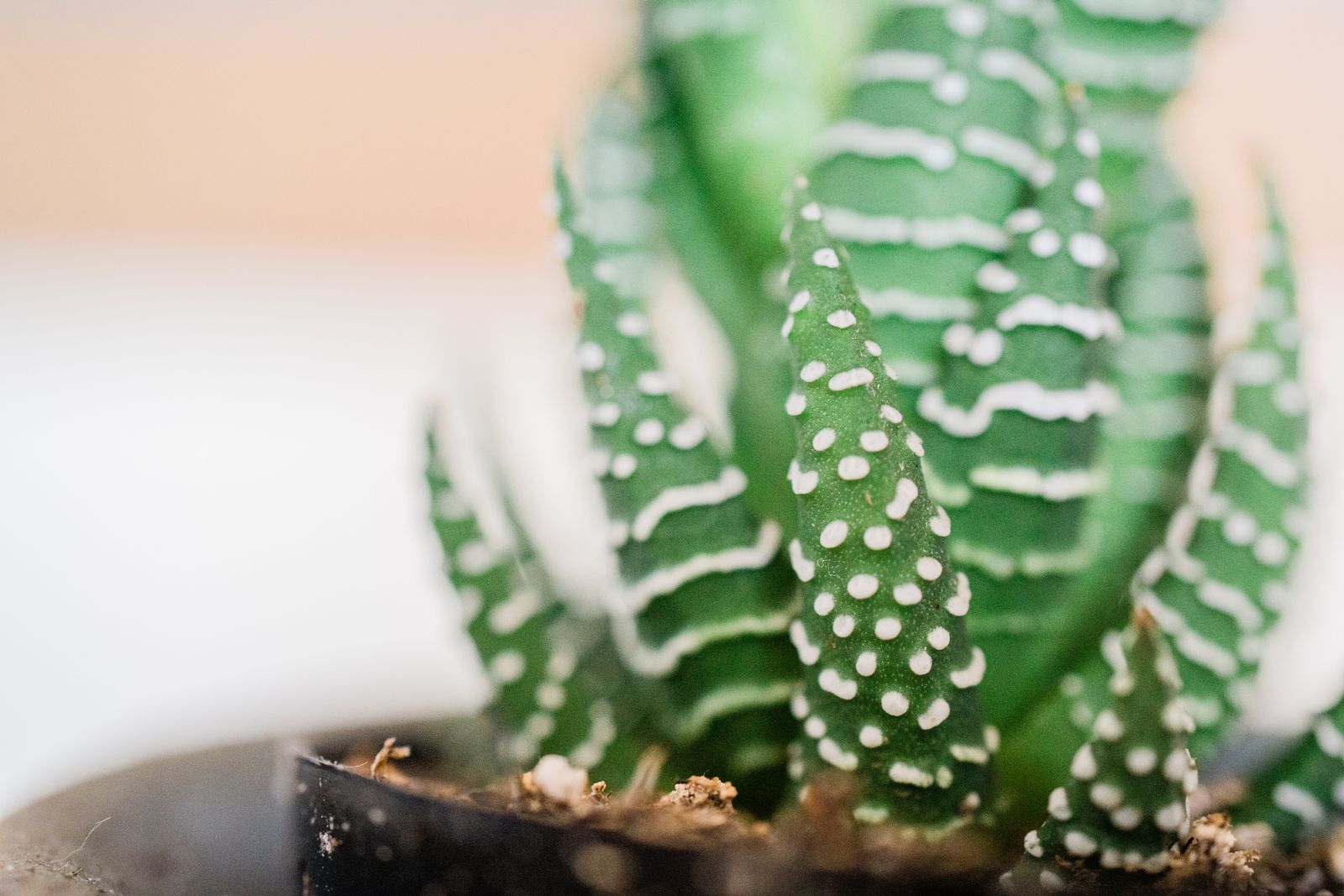 Plantă suculentă Haworthia cu frunze cărnoase dungate