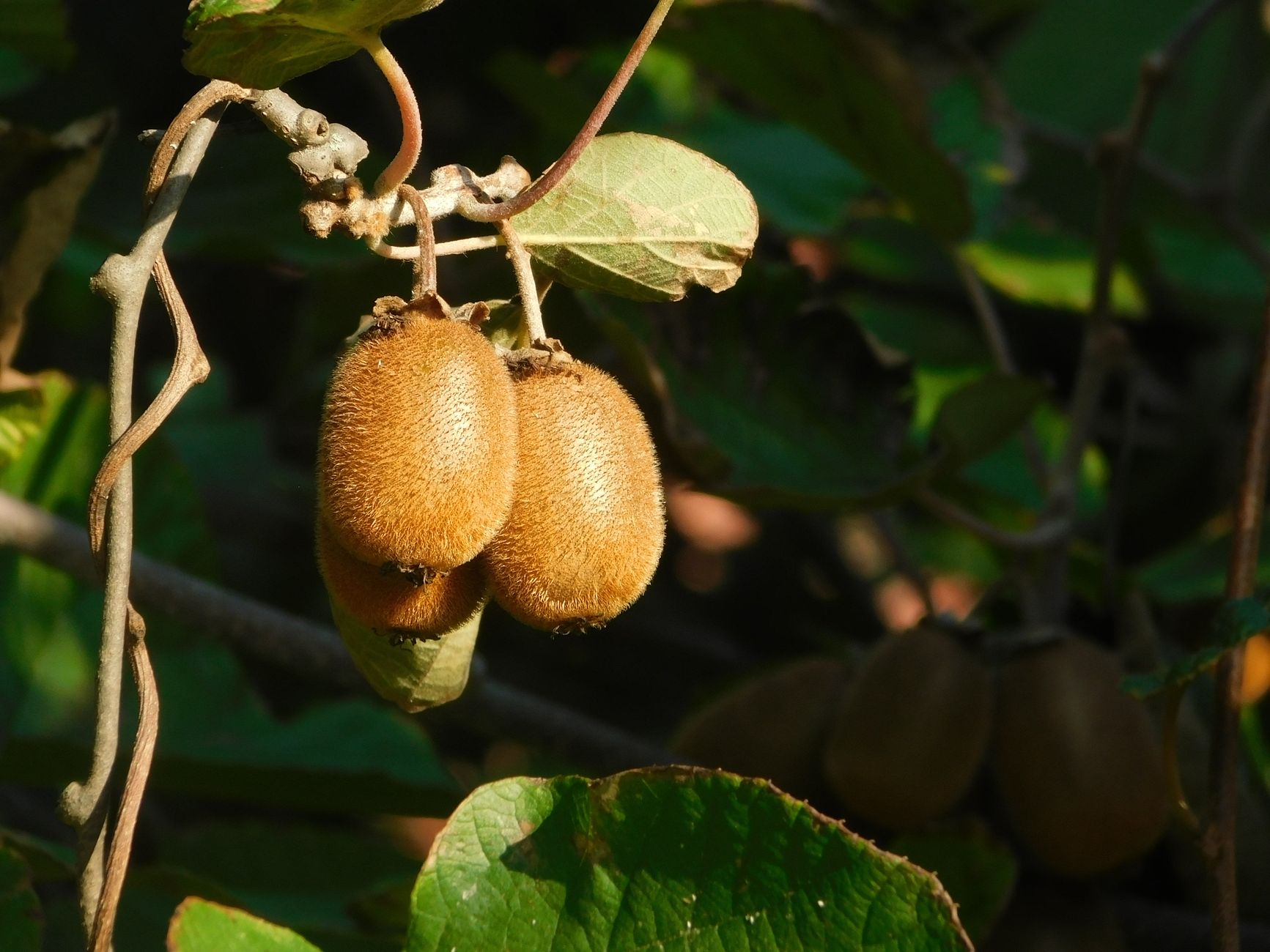 Fructe de kiwi, cu coajă pufoasă, maro-aurie, atârnând pe viță