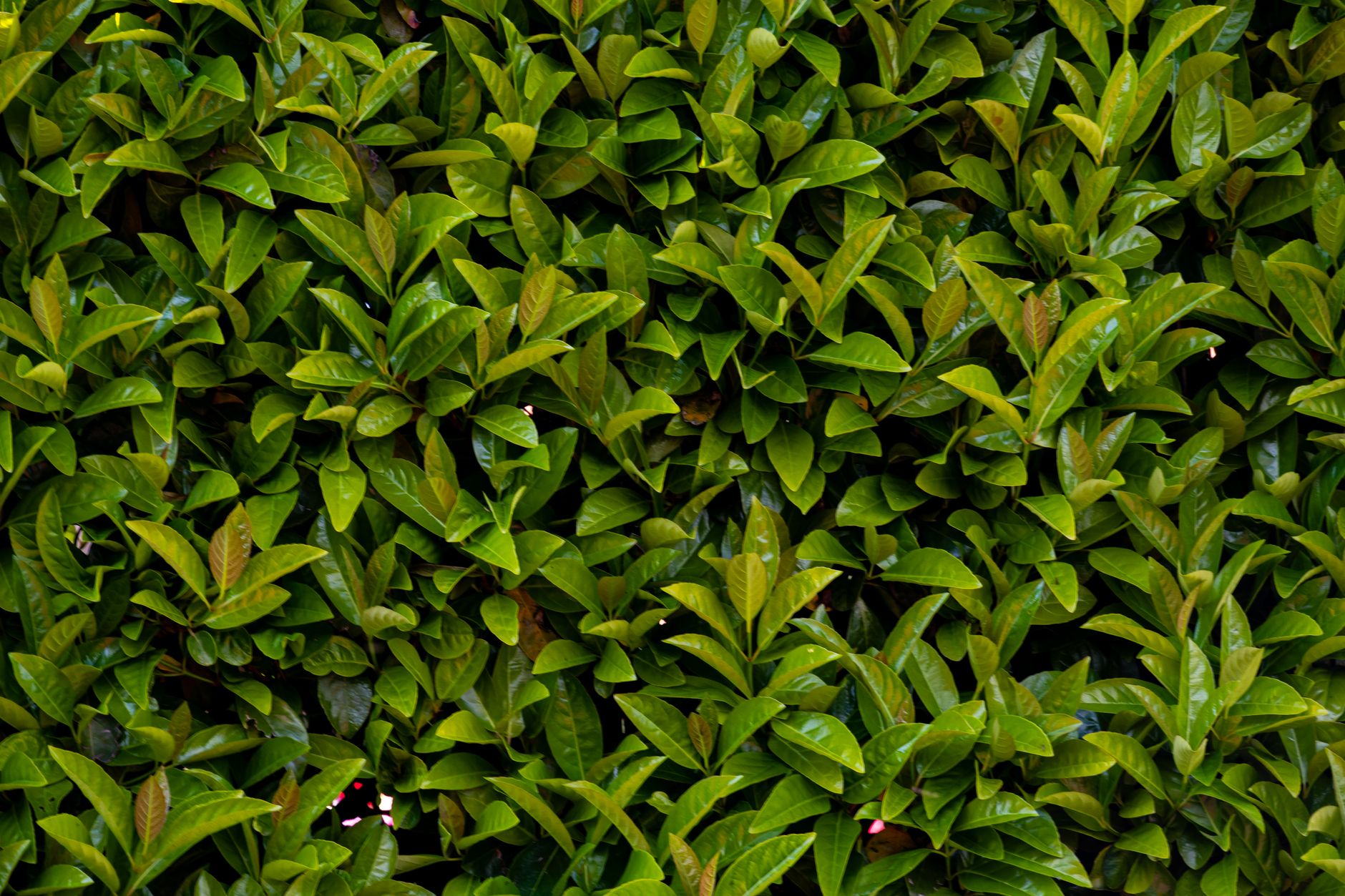 Frunze mari, lucioase, de laur-cireș (Prunus laurocerasus)