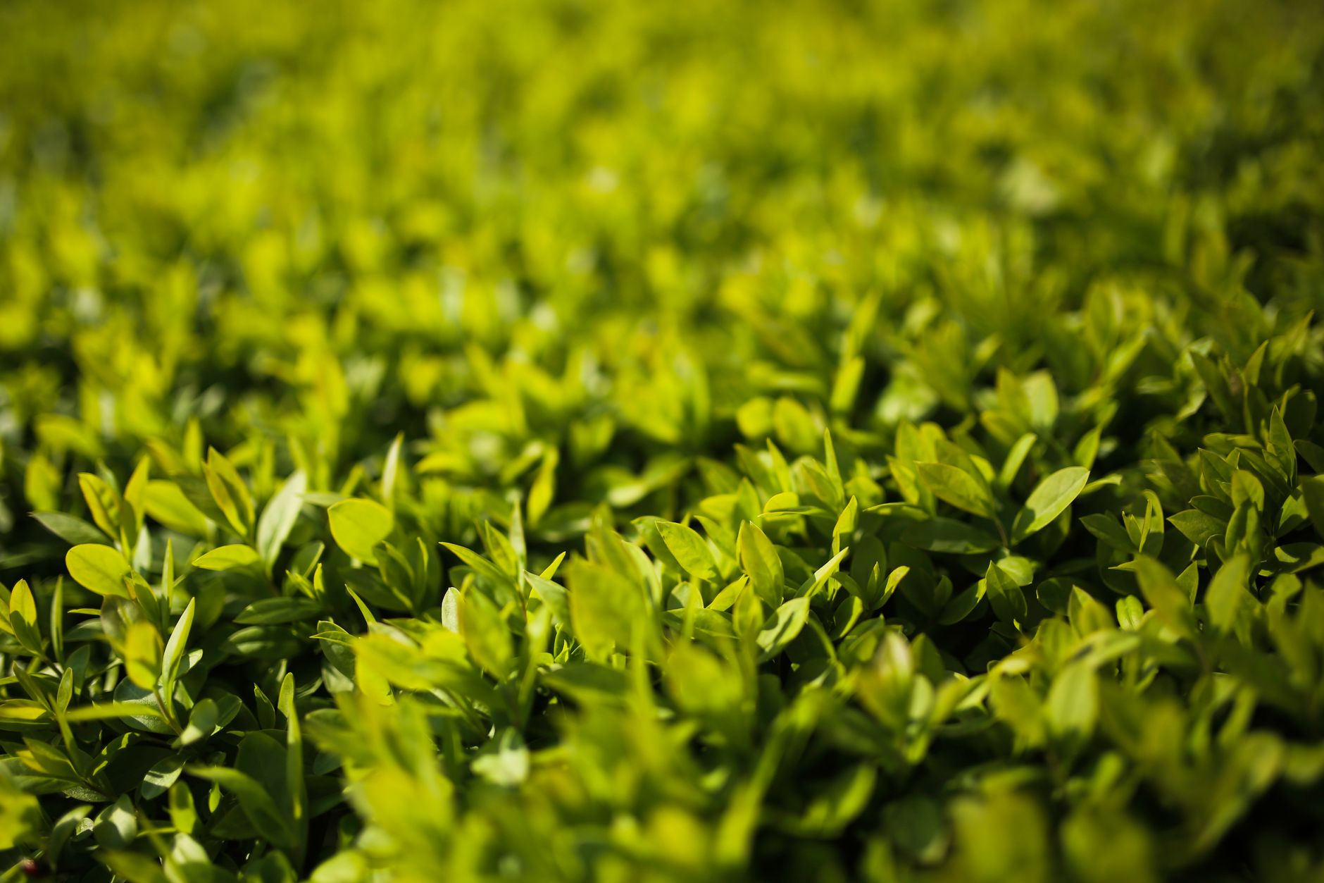 Frunze verzi de liguster (Ligustrum), gard viu