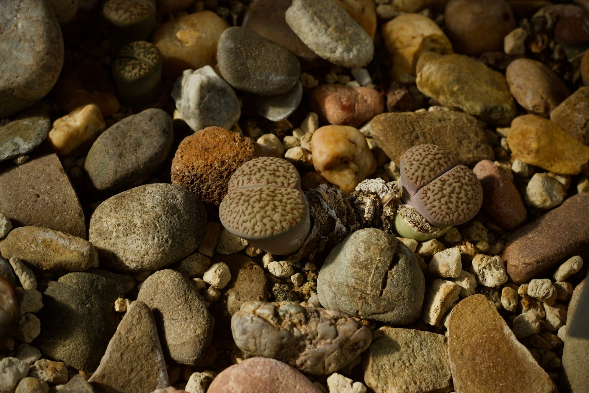Plante lithops, camuflate printre pietricele, aproape imposibil de deosebit