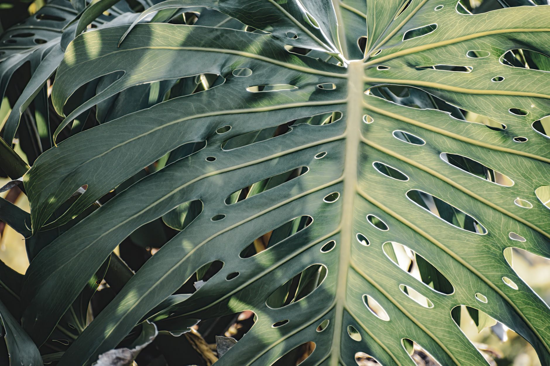 Frunză mare de Monstera deliciosa, cu crestături caracteristice