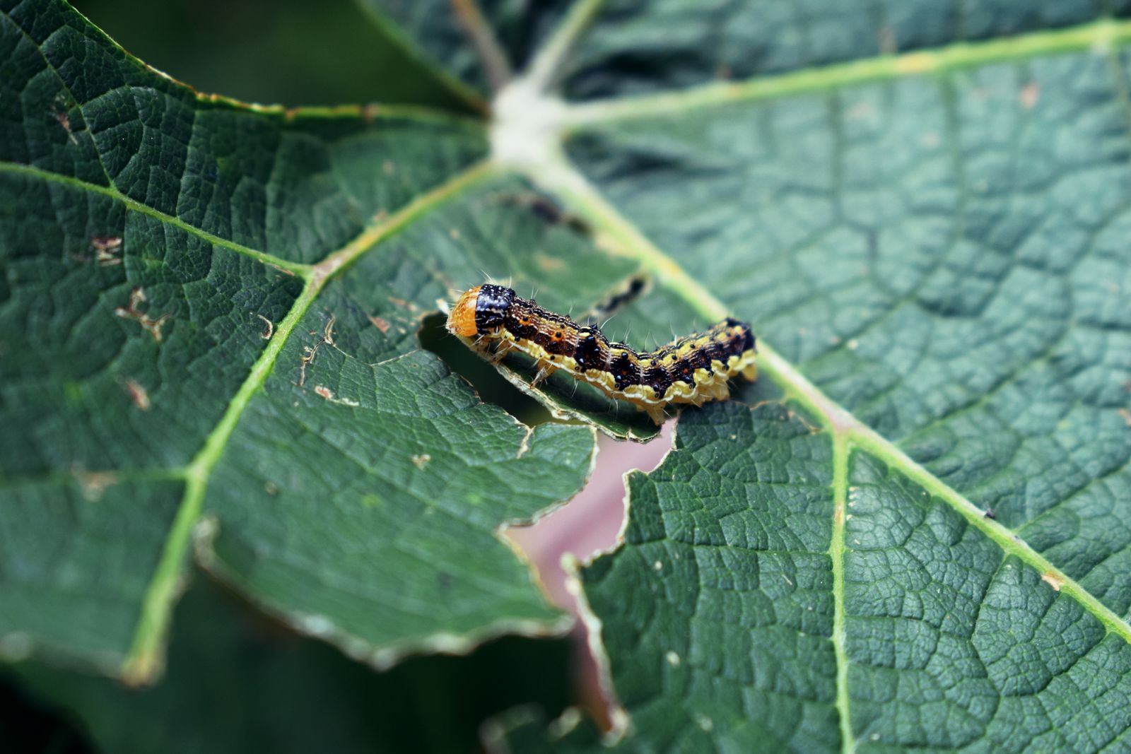 Omidă care roade o frunză verde