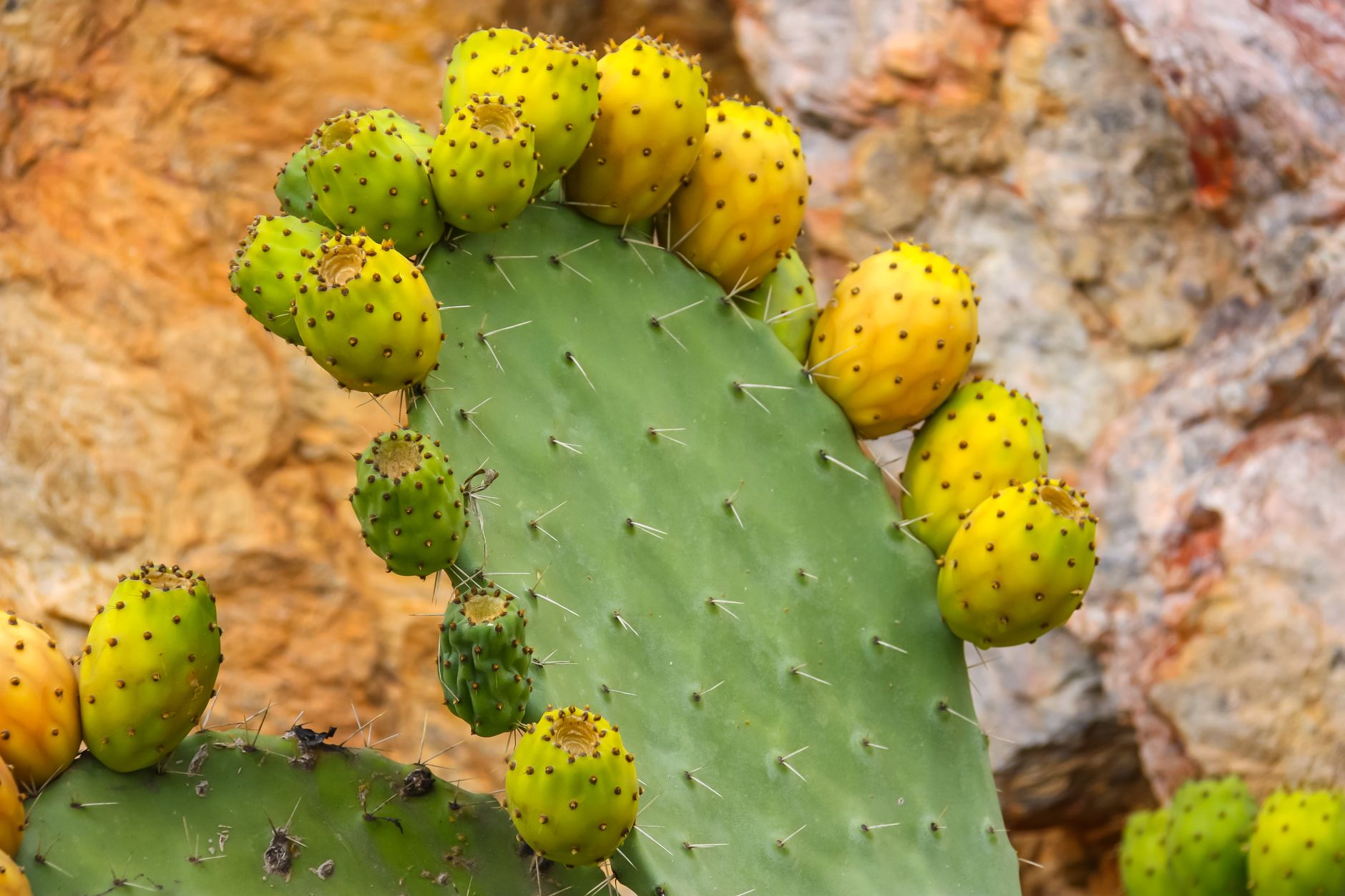 Cactus opuntia cu articole plate, verzi, și fructe galben-portocalii