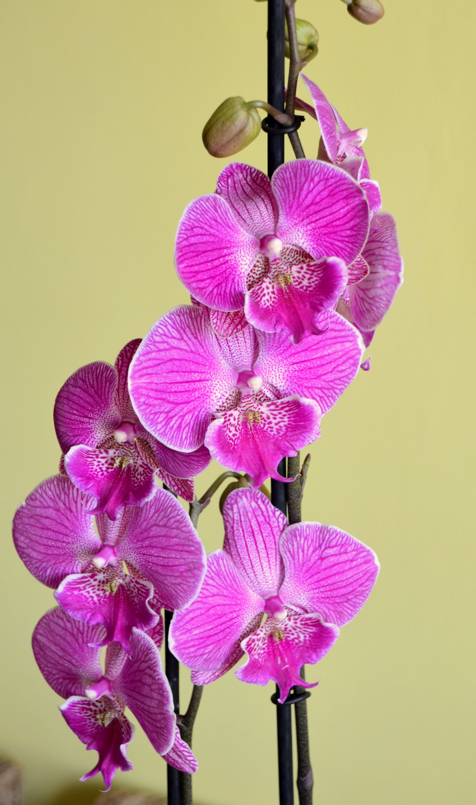 Flori roz de orhidee Phalaenopsis, în prim-plan