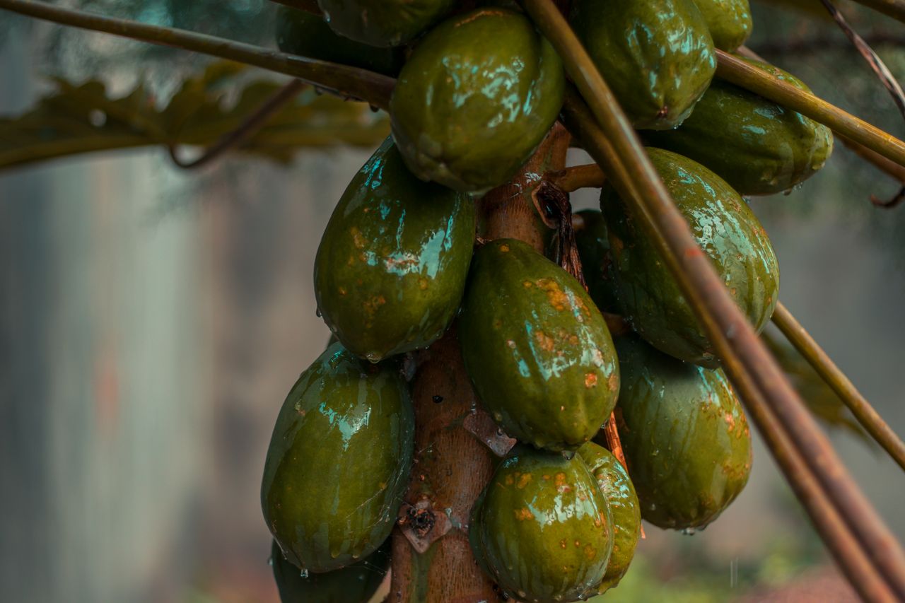 Plantă tânără de papaya, cu frunze mari, palmate, în ghiveci