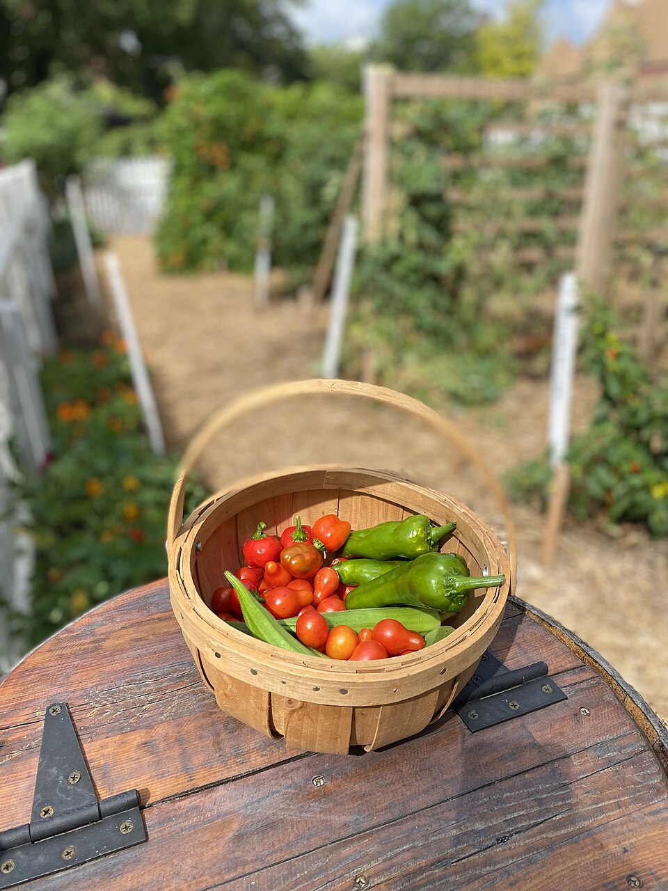 Coș cu roșii și ardei proaspăt recoltați din grădină