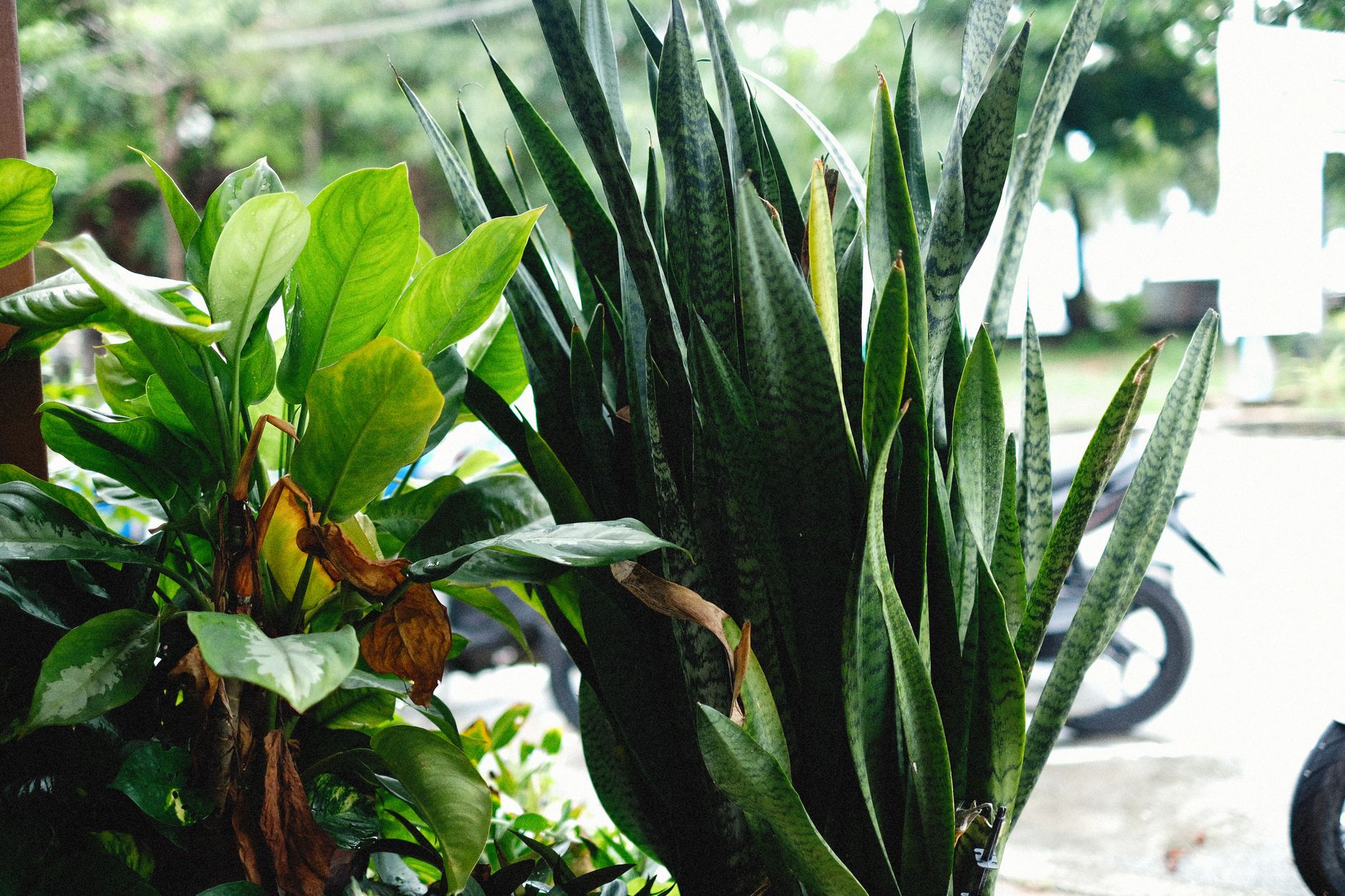 Frunze rigide, dungate, de Sansevieria (limba-soacrei)