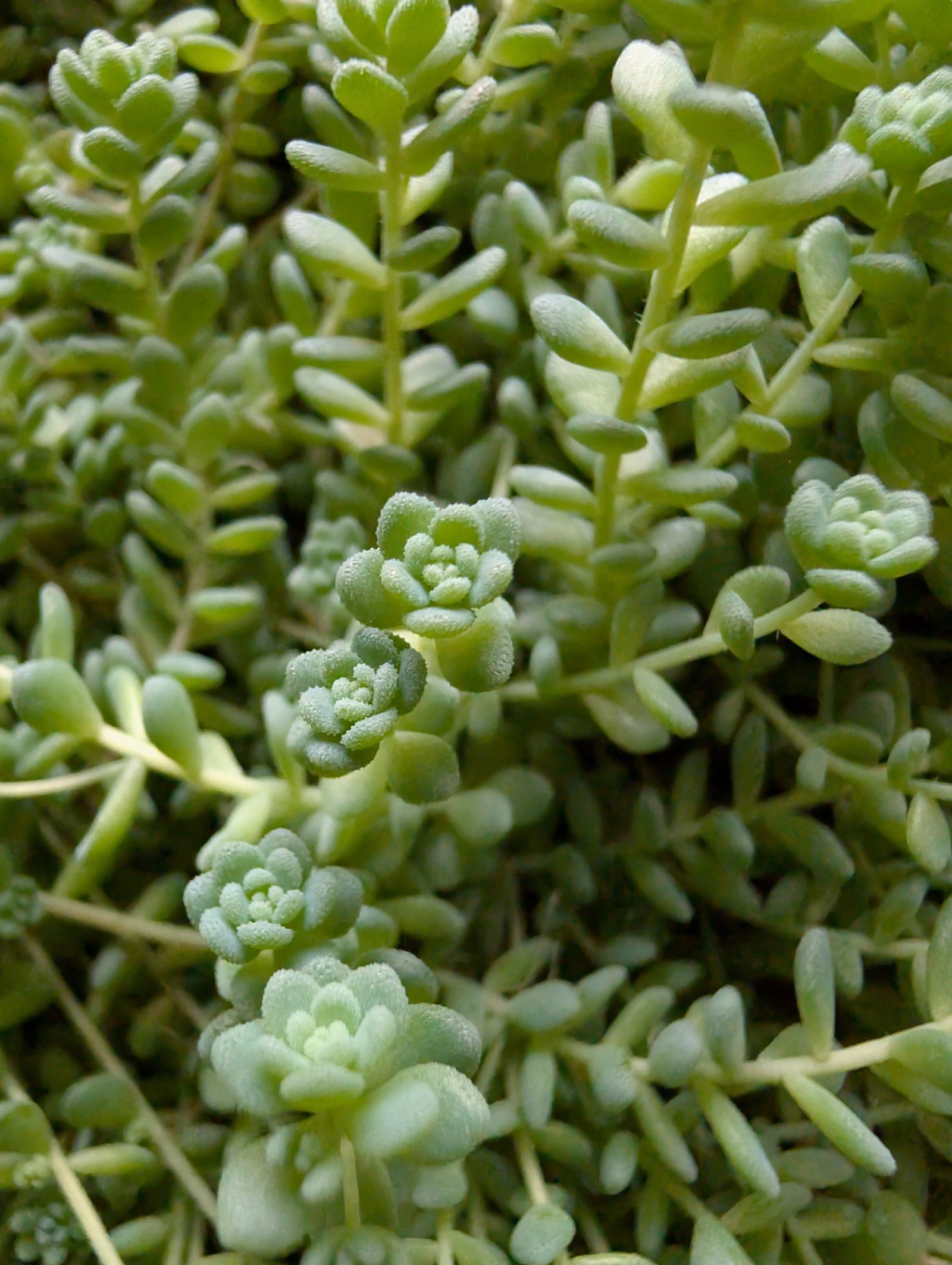 Covor de sedum, suculentă cu frunze mici, cărnoase, verzi