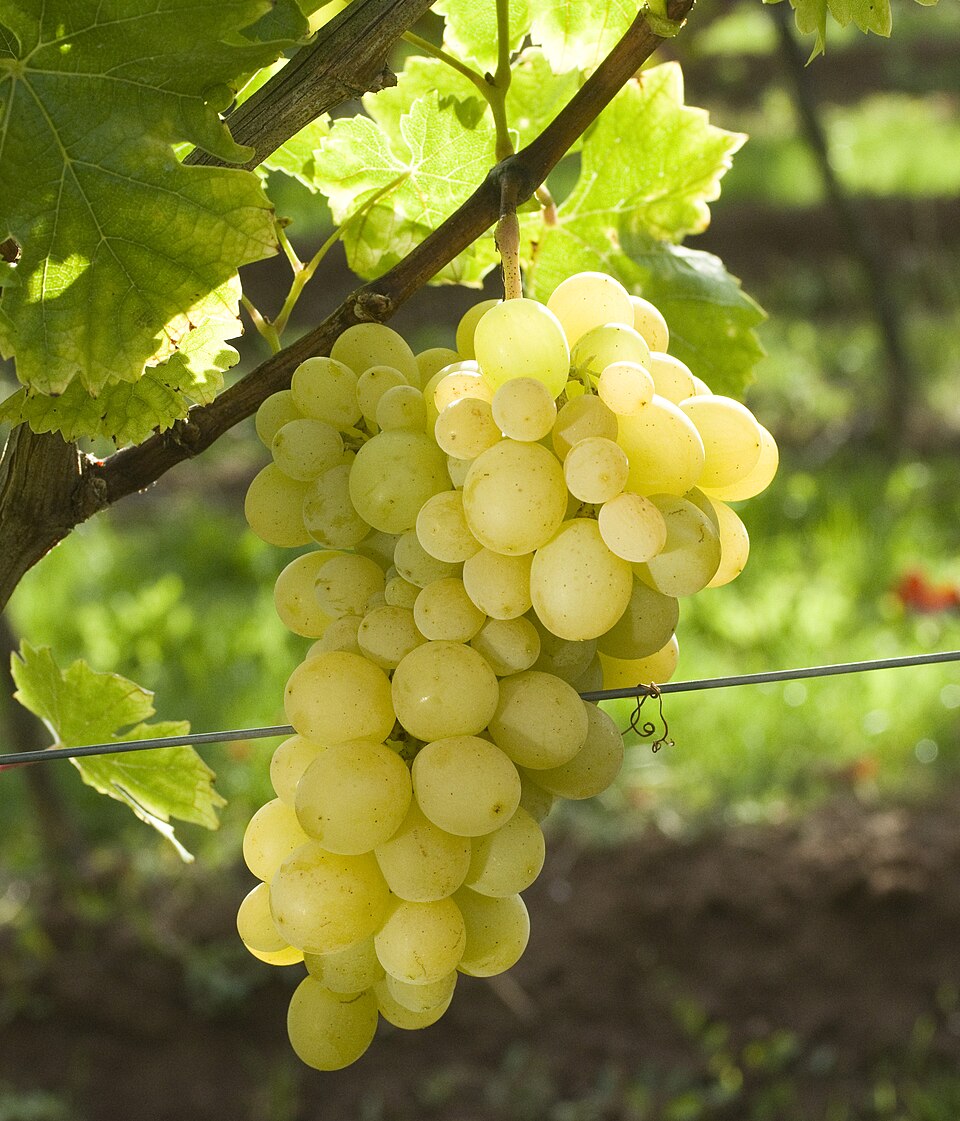 Ciorchine de struguri pe viță