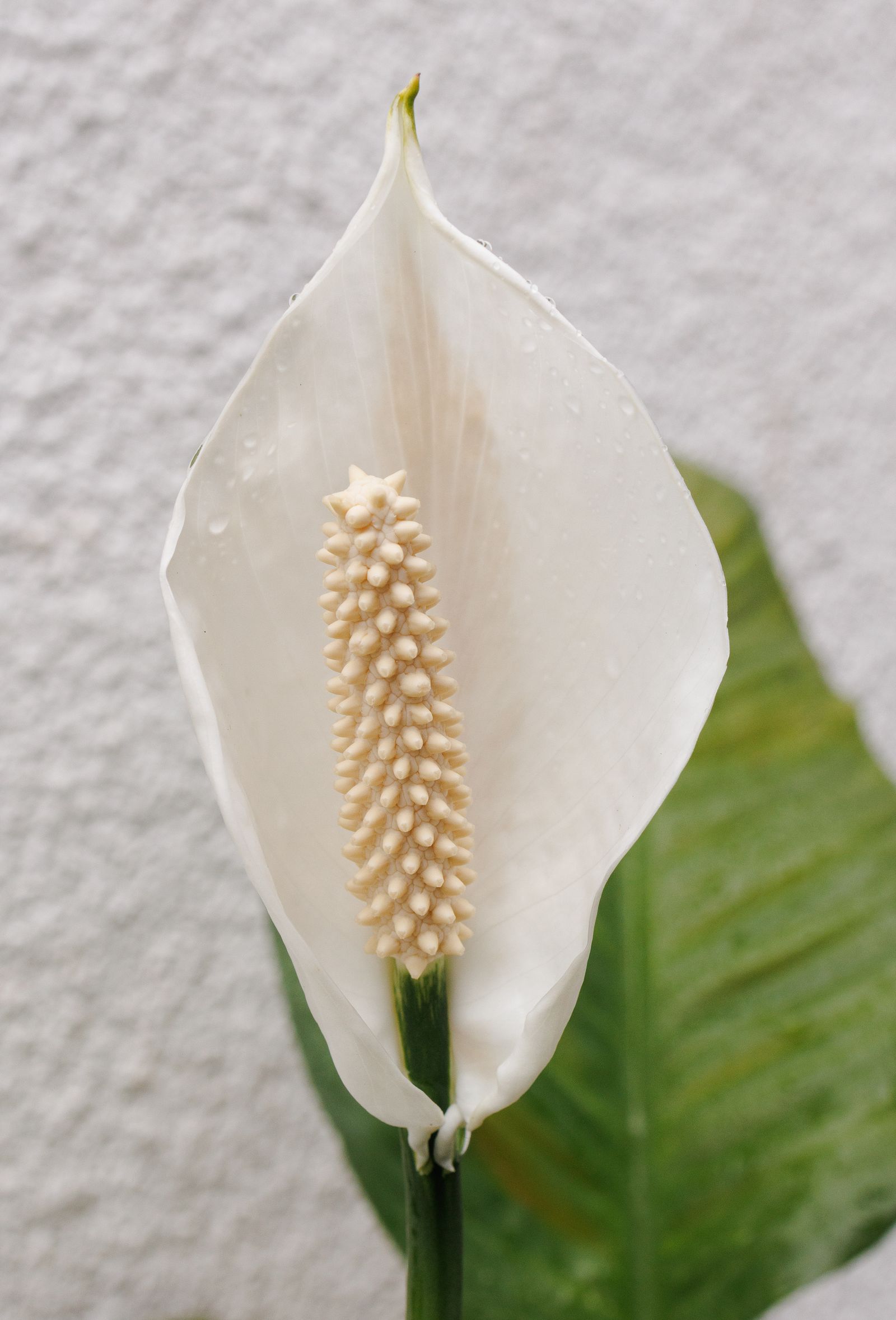 Floare albă de spatifil (Spathiphyllum), plantă de apartament