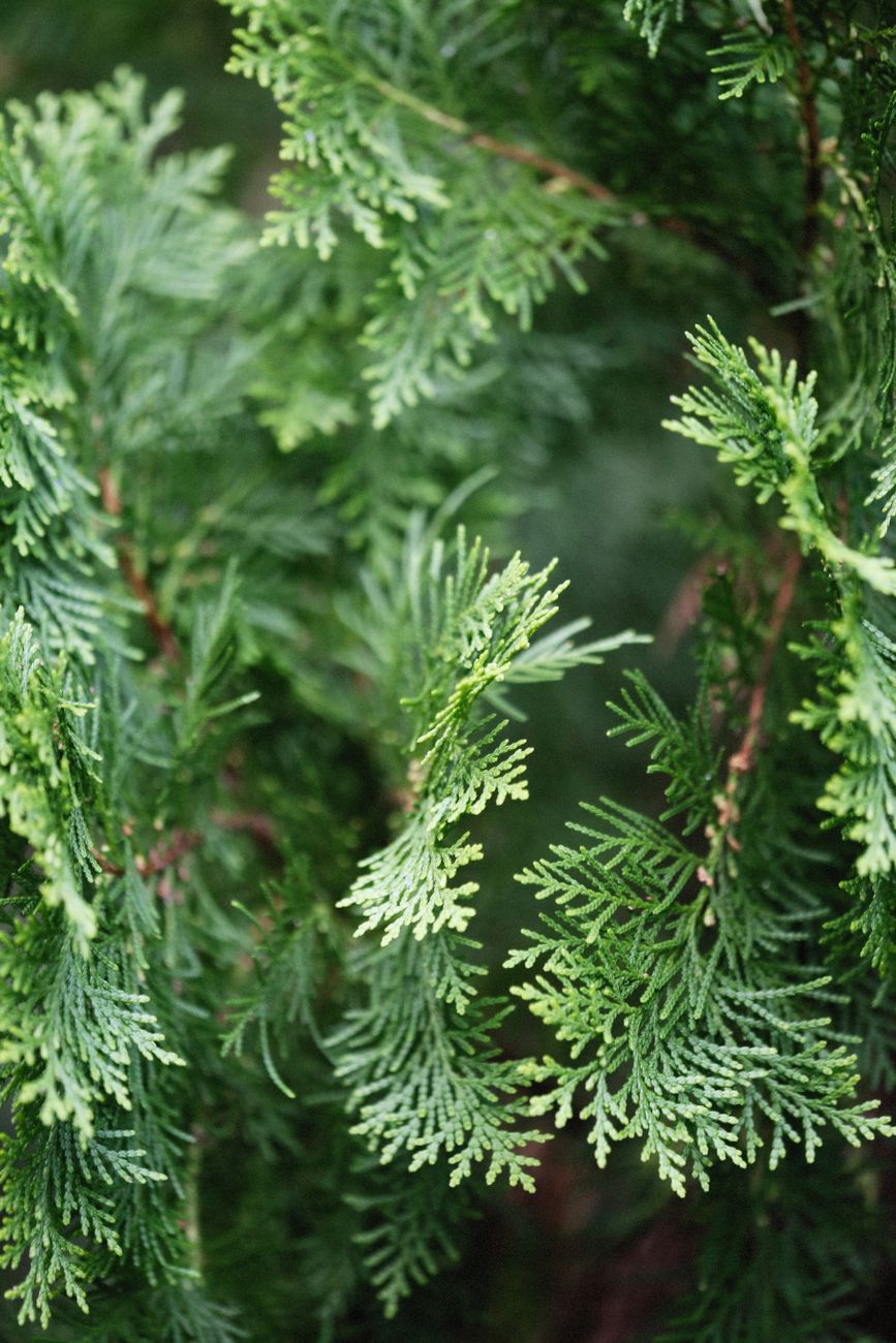 Gard viu dens de tuia (Thuja), frunziș verde